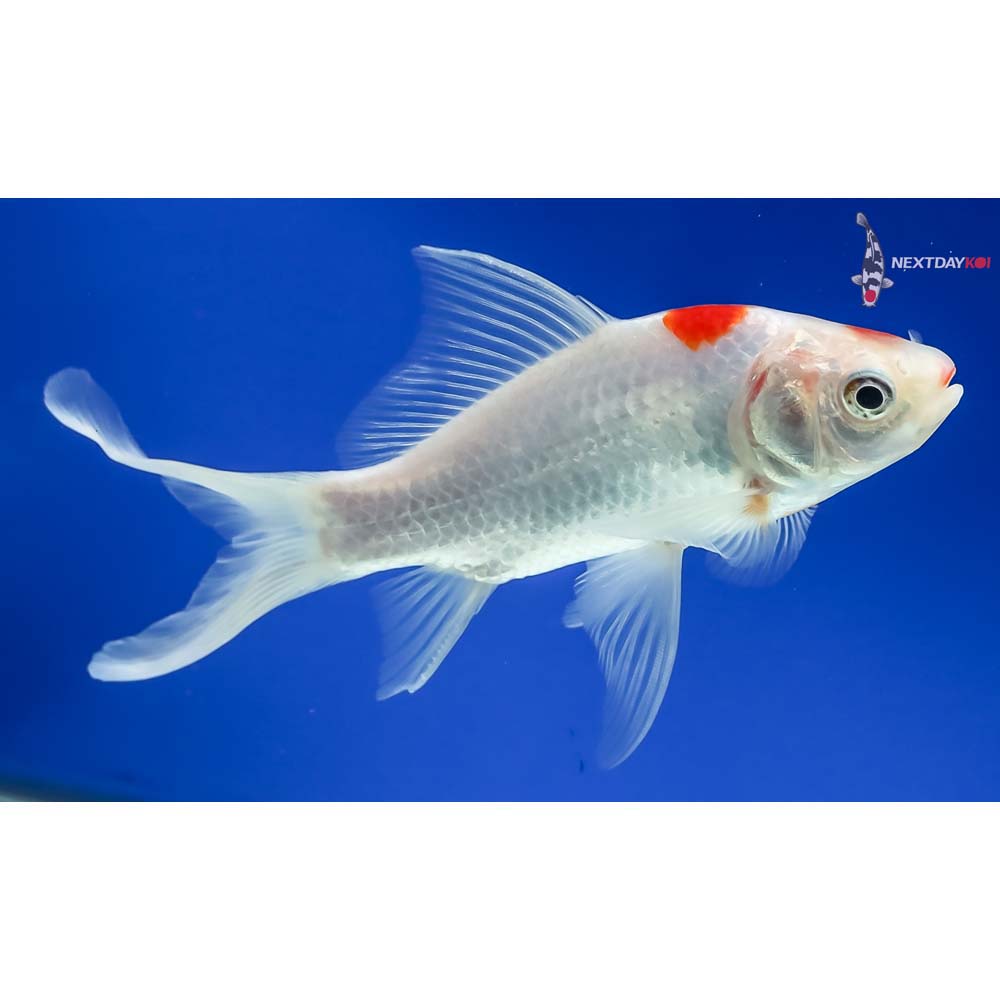 6” Sarasa Comet - Image 2