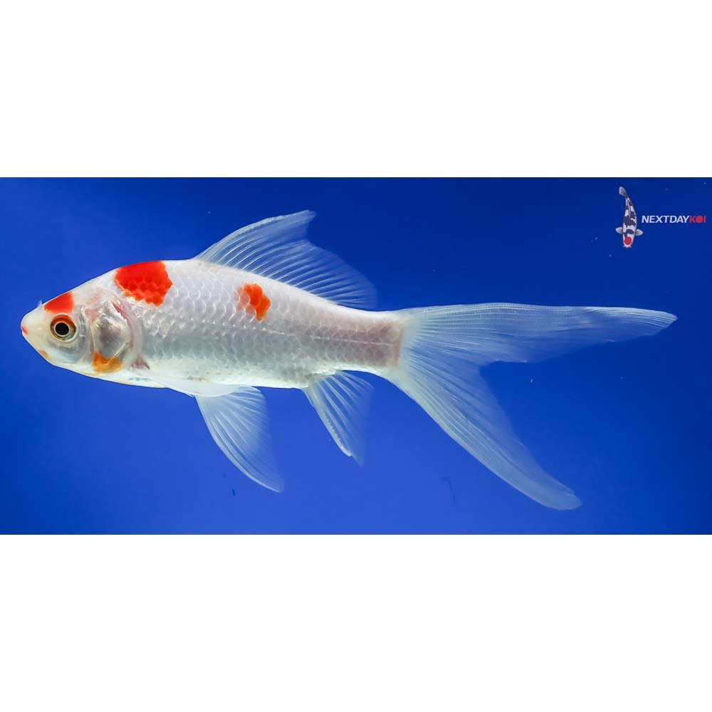 6” Sarasa Comet - Image 3