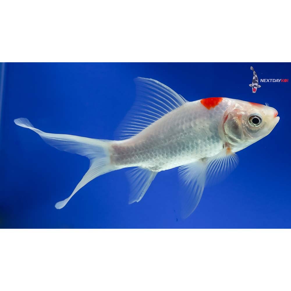 6” Sarasa Comet - Image 4