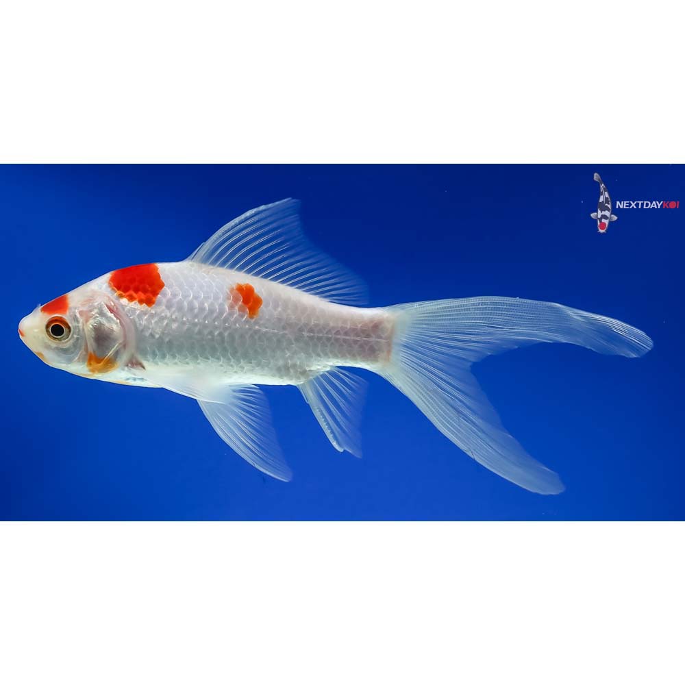 6” Sarasa Comet - Image 5