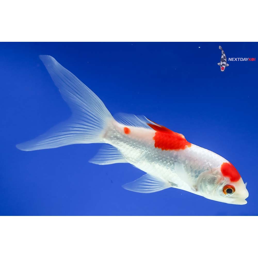 5.5” Sarasa Comet - Image 2