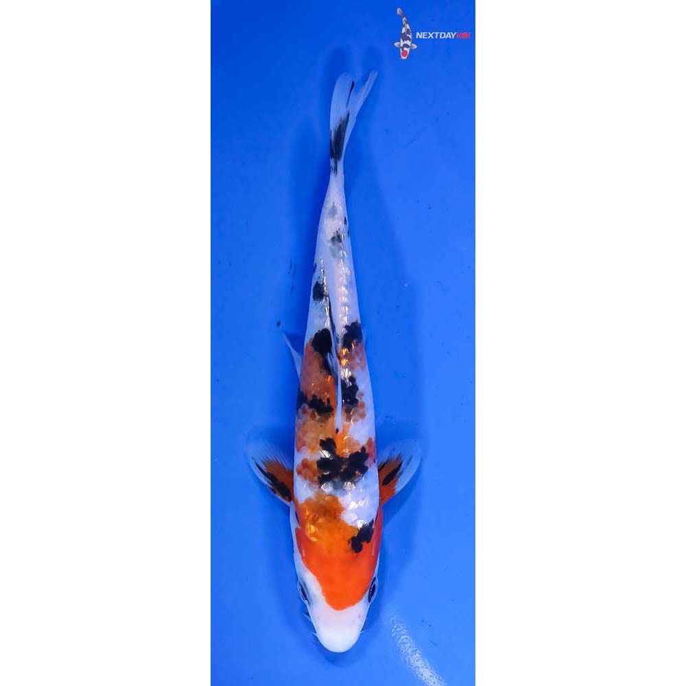 5.5” Imported Gin Rin Sanke