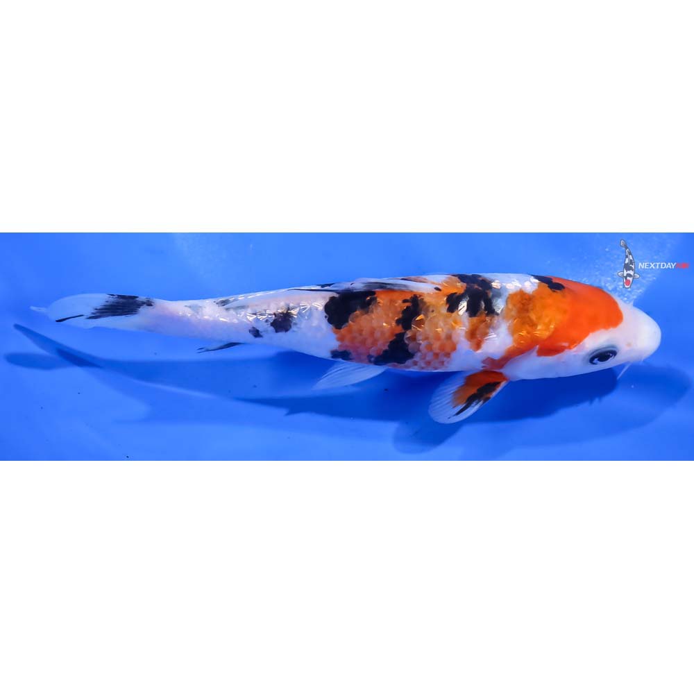 5.5” Imported Gin Rin Sanke - Image 2