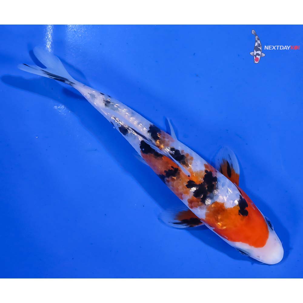 5.5” Imported Gin Rin Sanke - Image 3