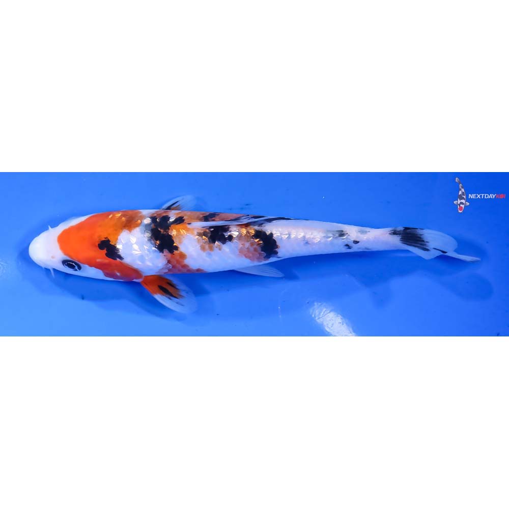 5.5” Imported Gin Rin Sanke - Image 4