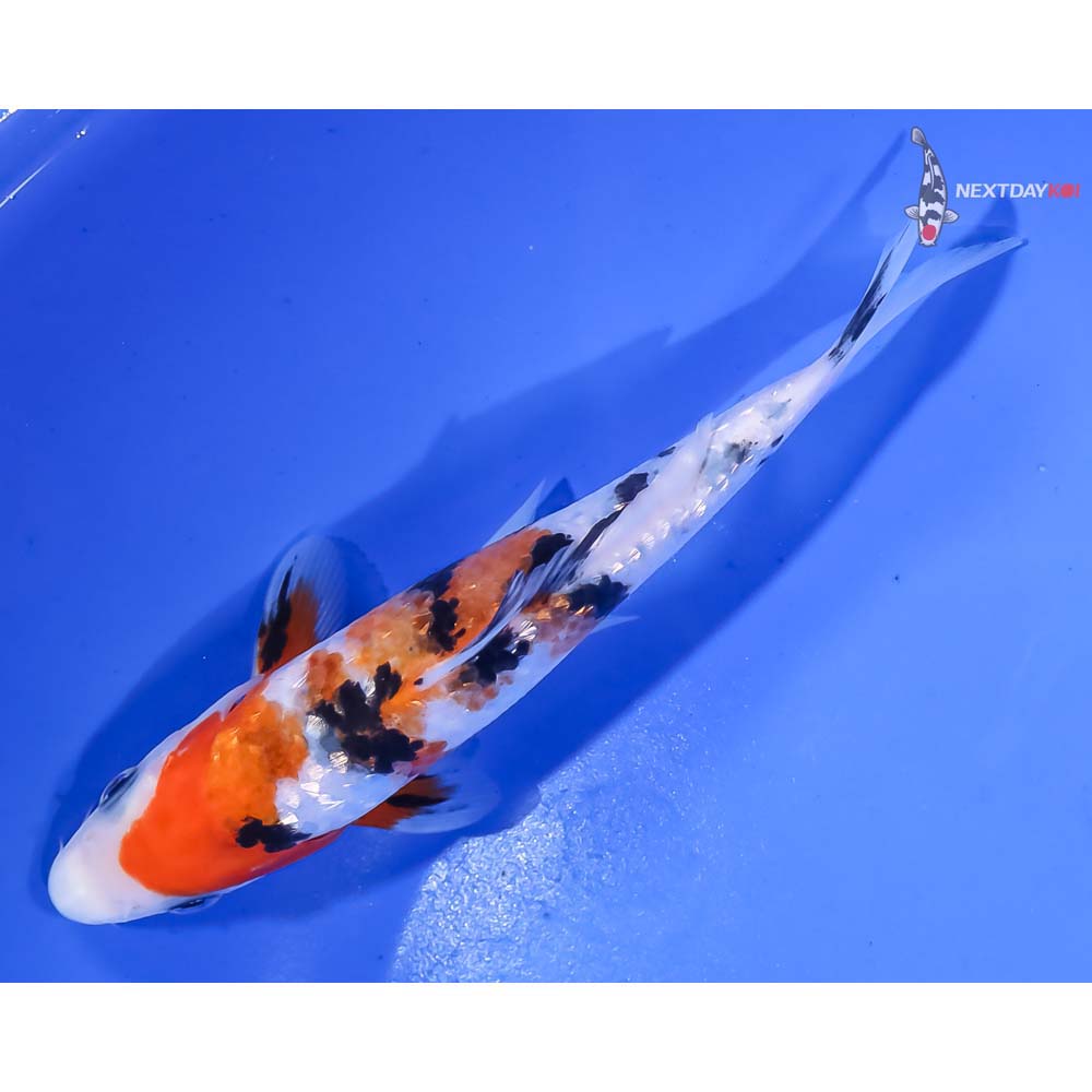 5.5” Imported Gin Rin Sanke - Image 5