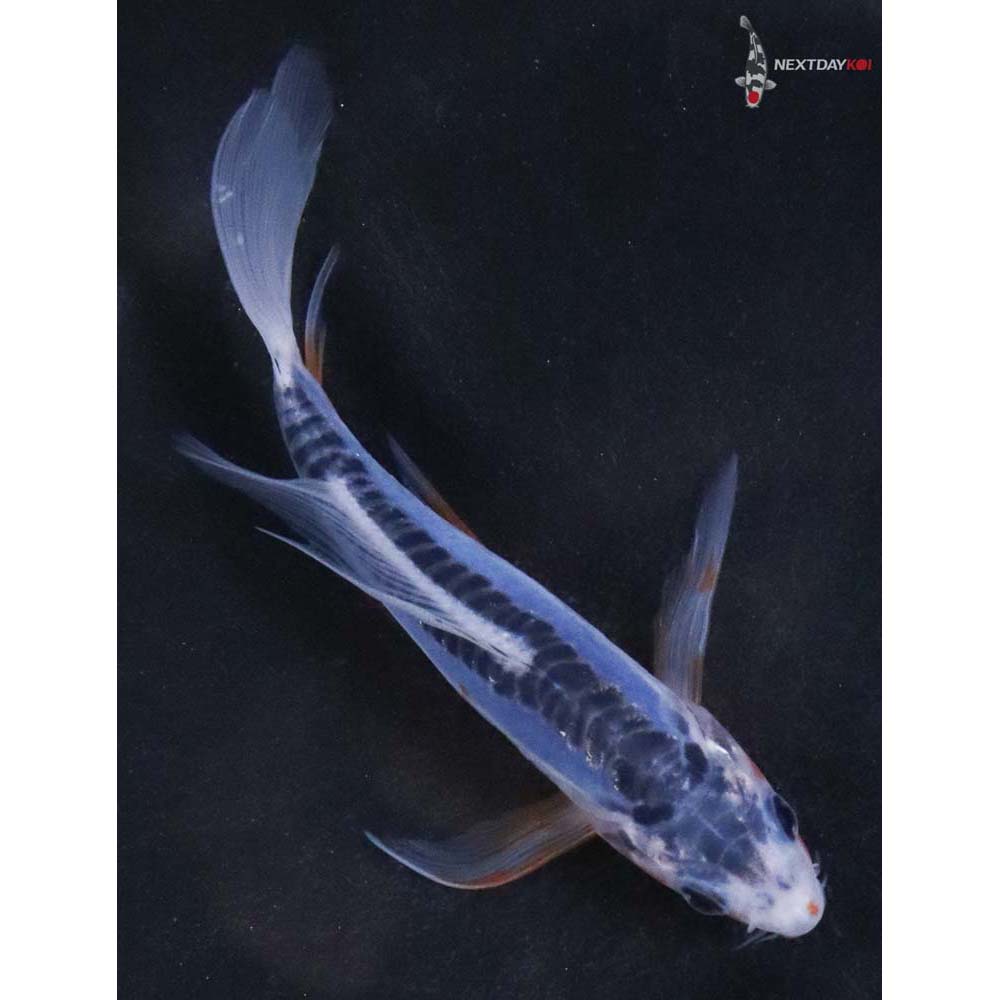 4.5” Imported Shusui Butterfly Koi