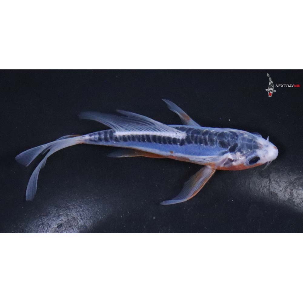 4.5” Imported Shusui Butterfly Koi - Image 2
