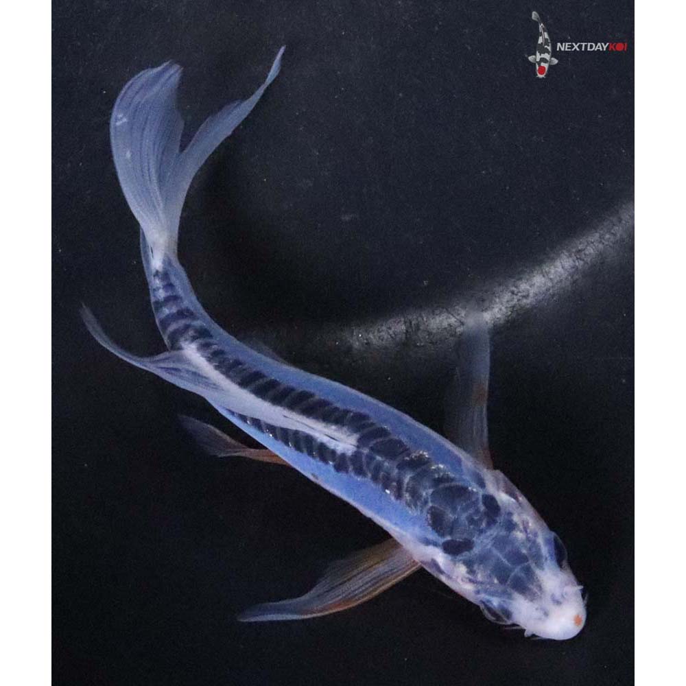 4.5” Imported Shusui Butterfly Koi - Image 3