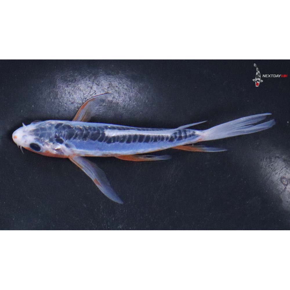4.5” Imported Shusui Butterfly Koi - Image 4