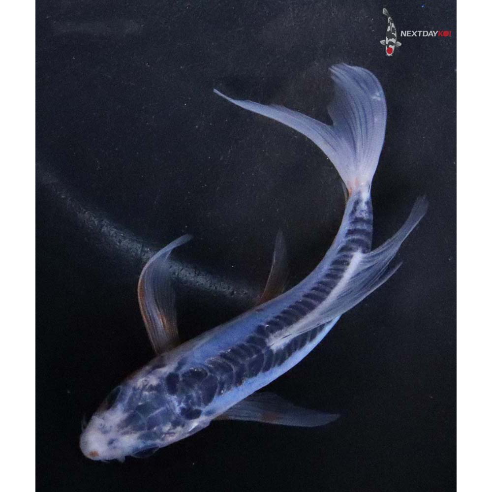 4.5” Imported Shusui Butterfly Koi - Image 5