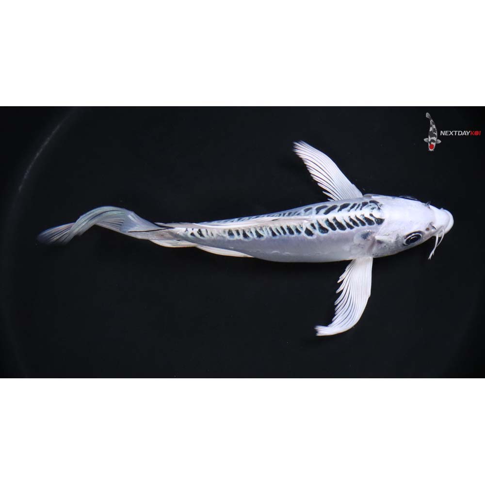 8.5” Imported Doitsu Gin Matsuba Butterfly Koi - Image 2