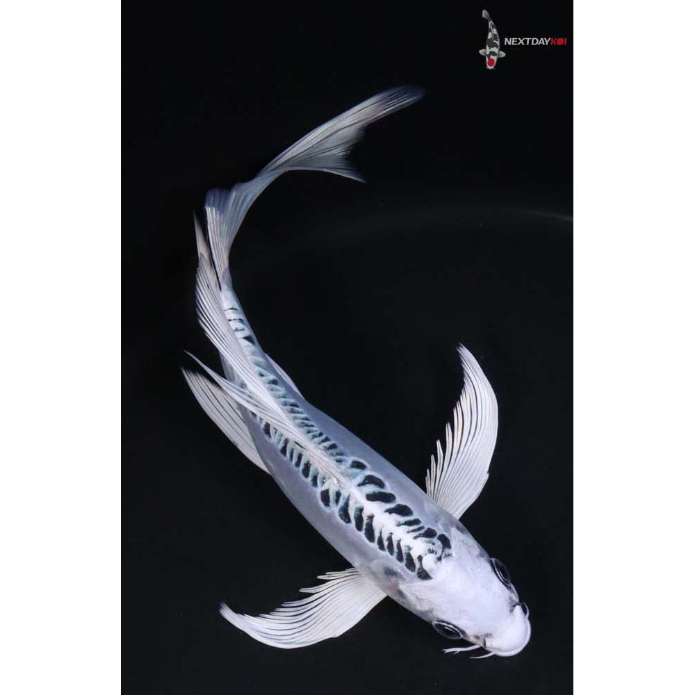 8.5” Imported Doitsu Gin Matsuba Butterfly Koi - Image 3