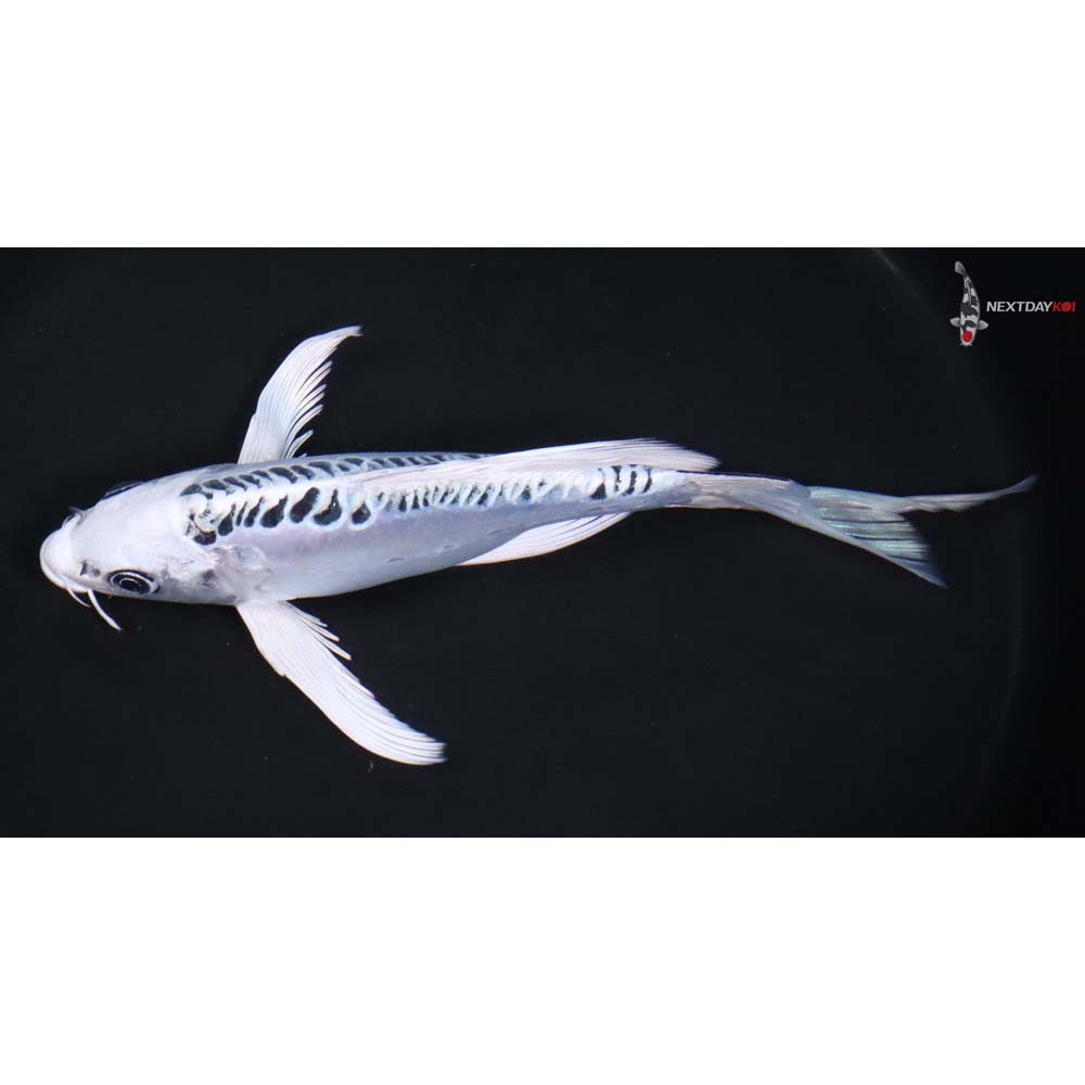 8.5” Imported Doitsu Gin Matsuba Butterfly Koi - Image 4