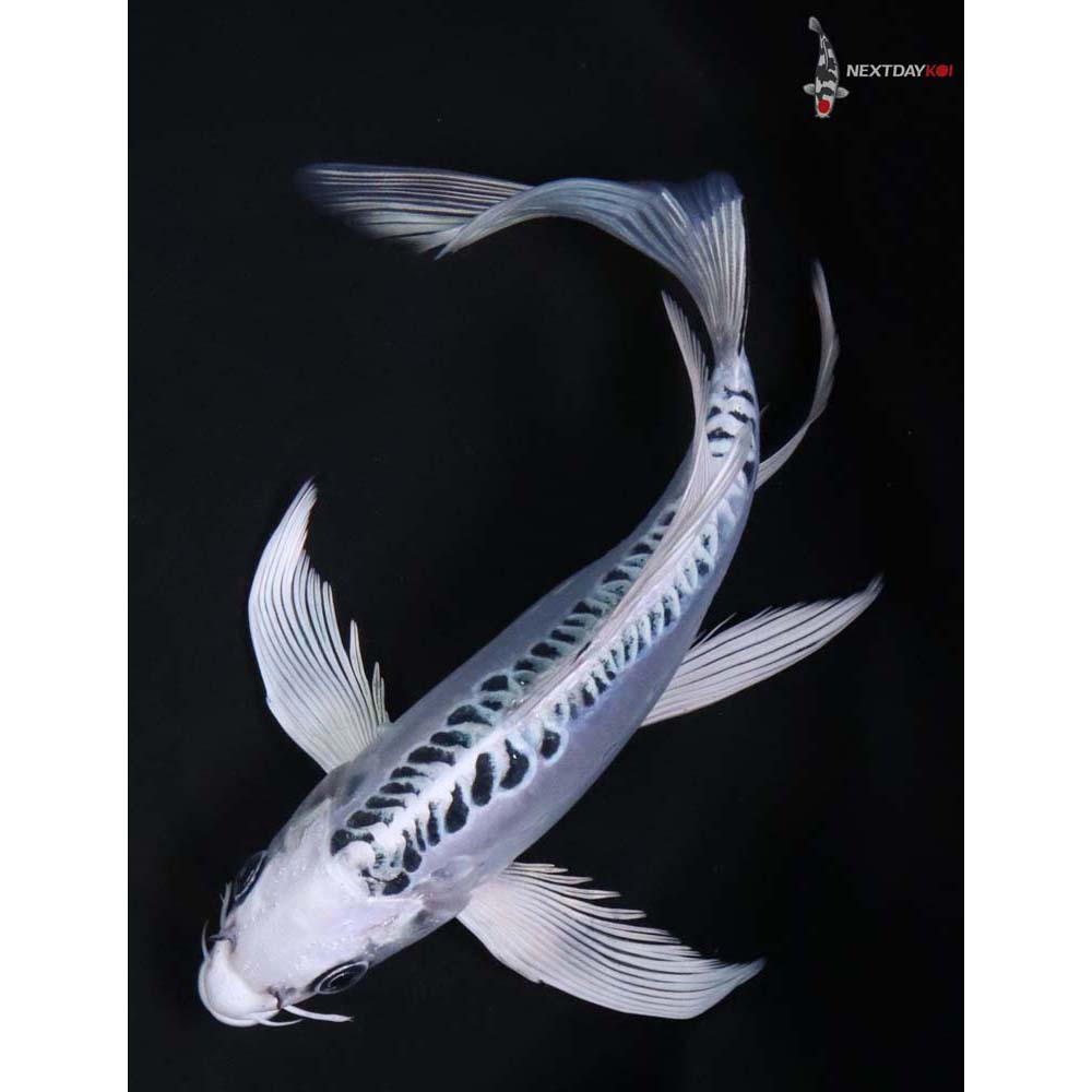 8.5” Imported Doitsu Gin Matsuba Butterfly Koi - Image 5