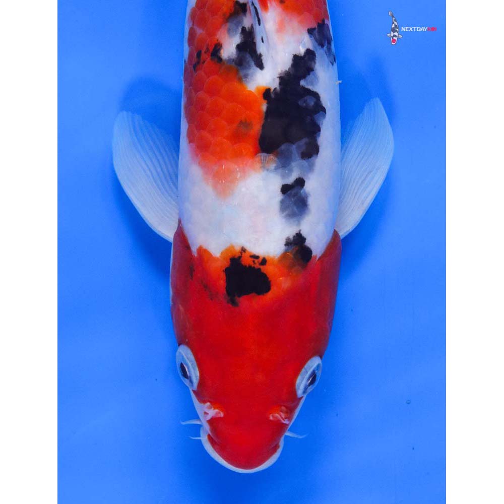 11” Imported Male Sanke - Image 2