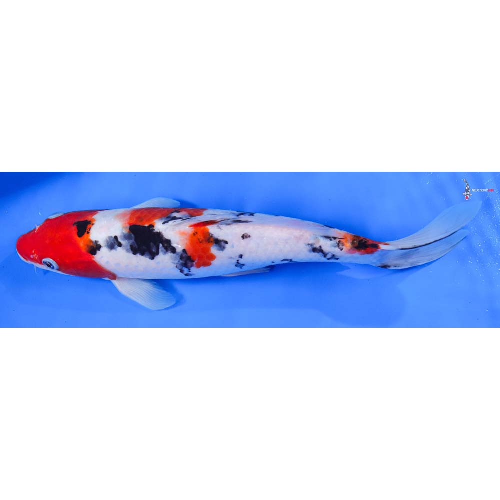 11” Imported Male Sanke - Image 5