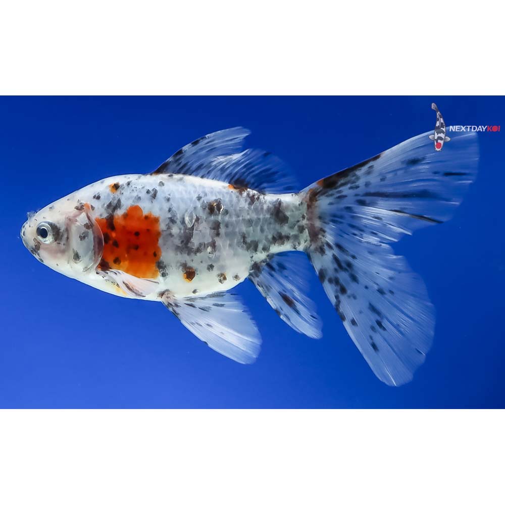 6” Imported Male Bristol Shubunkin - Image 2