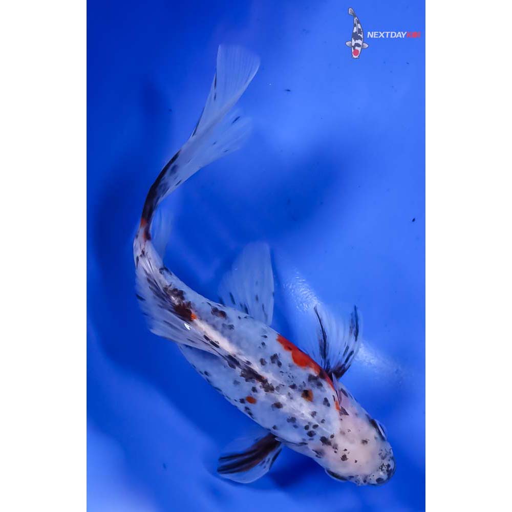 6” Imported Male Bristol Shubunkin - Image 3