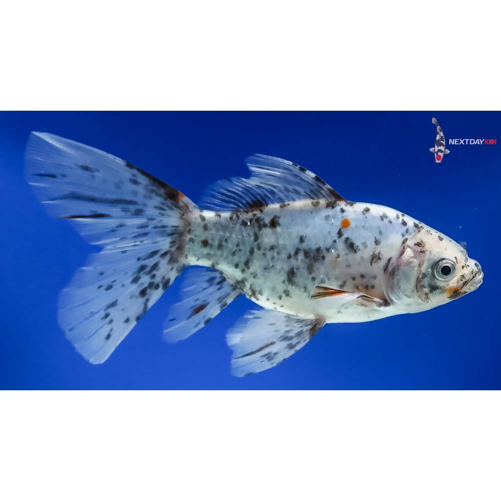 6” Imported Male Bristol Shubunkin - Image 4