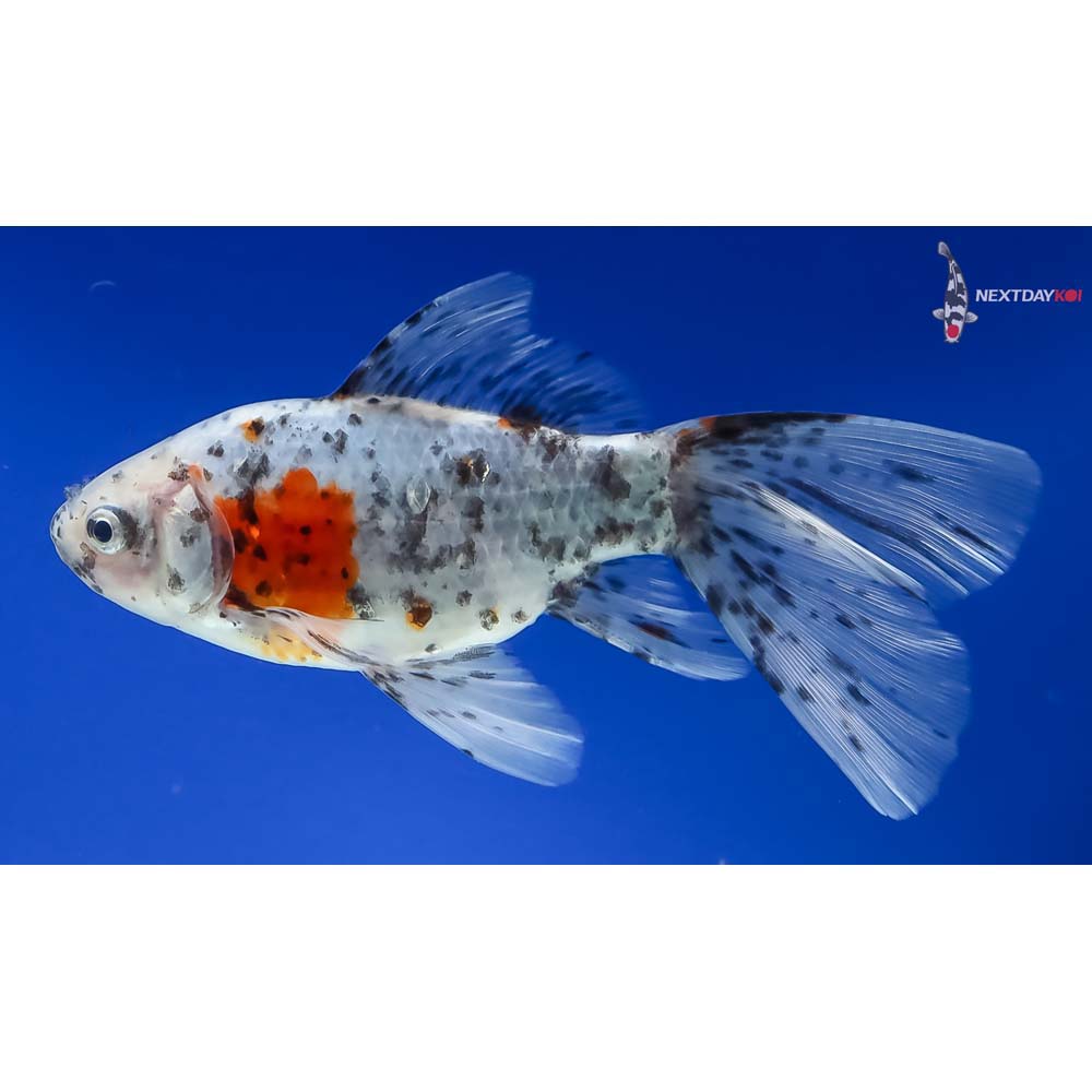 6” Imported Male Bristol Shubunkin - Image 5