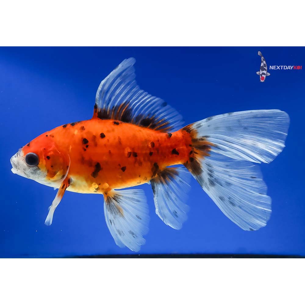 6” Imported Bristol Shubunkin - Image 2