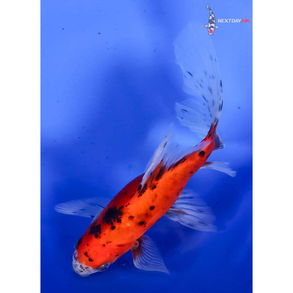 6” Imported Bristol Shubunkin - Image 3