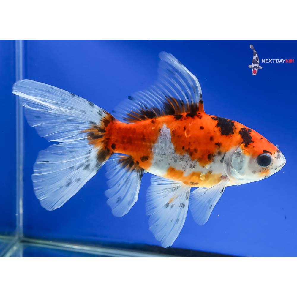 6” Imported Bristol Shubunkin - Image 4