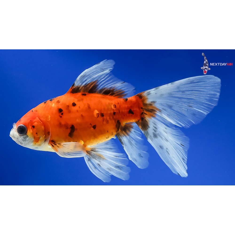 6” Imported Bristol Shubunkin - Image 5