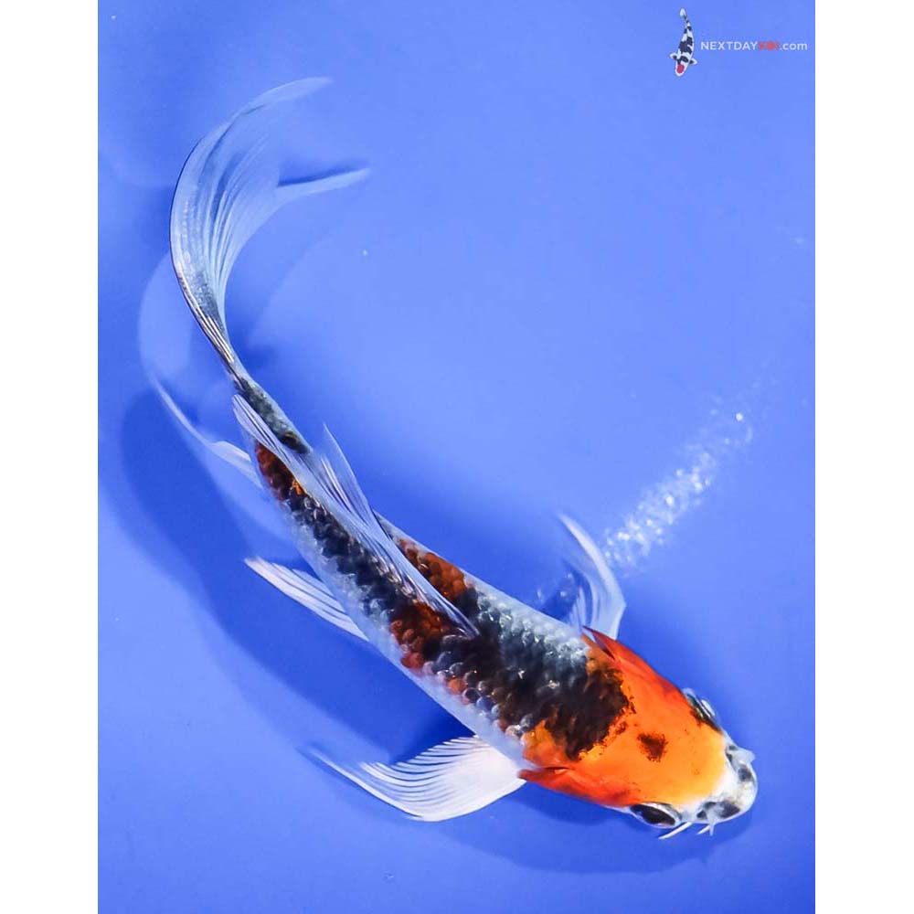 4.5” Imported Kujaku Butterfly Koi - Image 3