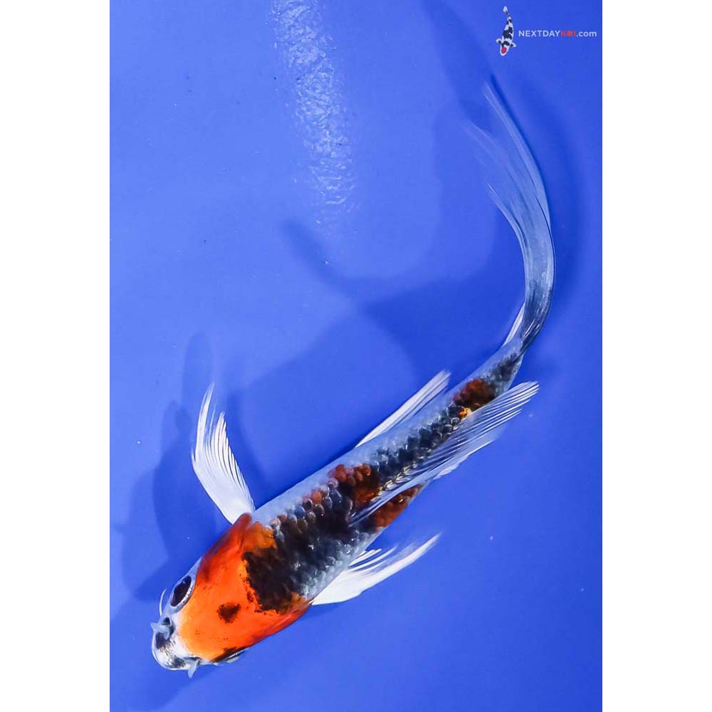4.5” Imported Kujaku Butterfly Koi - Image 5