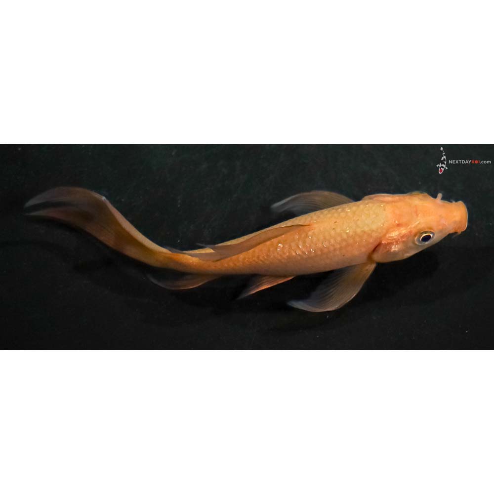 5” Imported Chagoi Butterfly Koi - Image 2