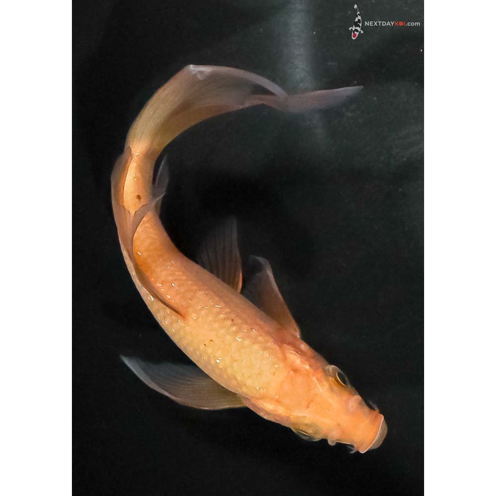 5” Imported Chagoi Butterfly Koi - Image 3