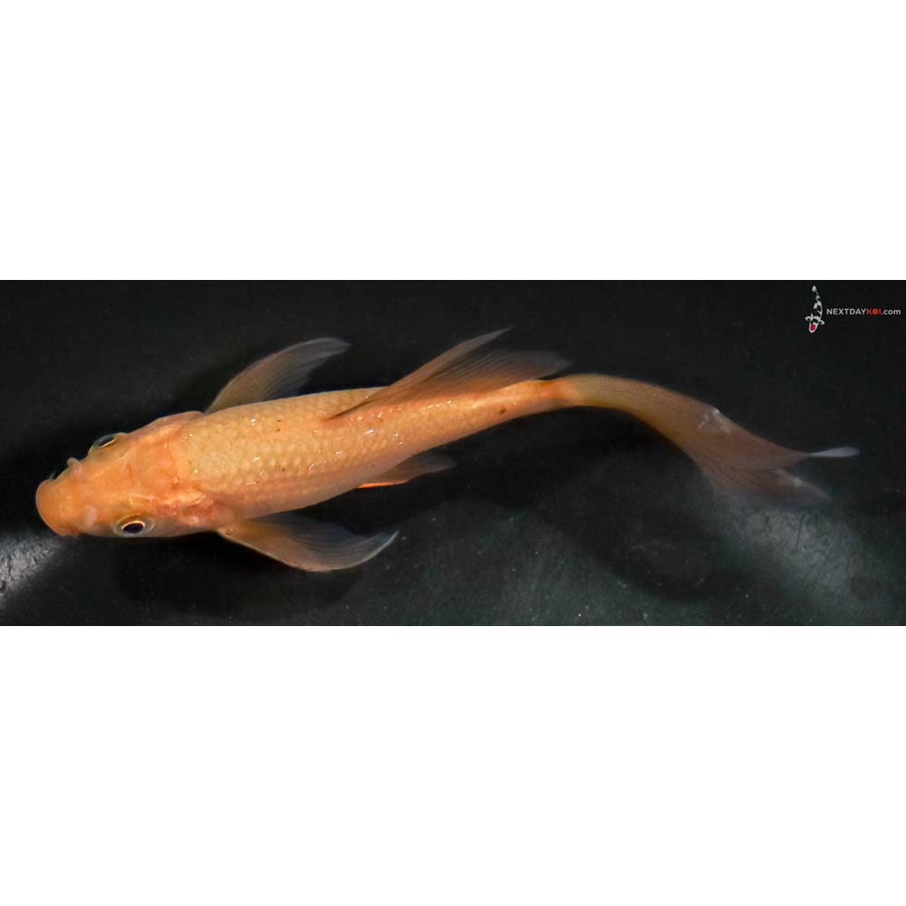 5” Imported Chagoi Butterfly Koi - Image 4