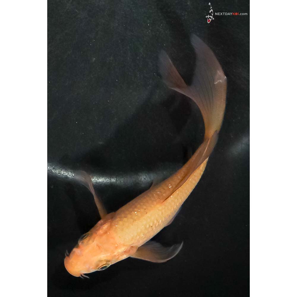 5” Imported Chagoi Butterfly Koi - Image 5