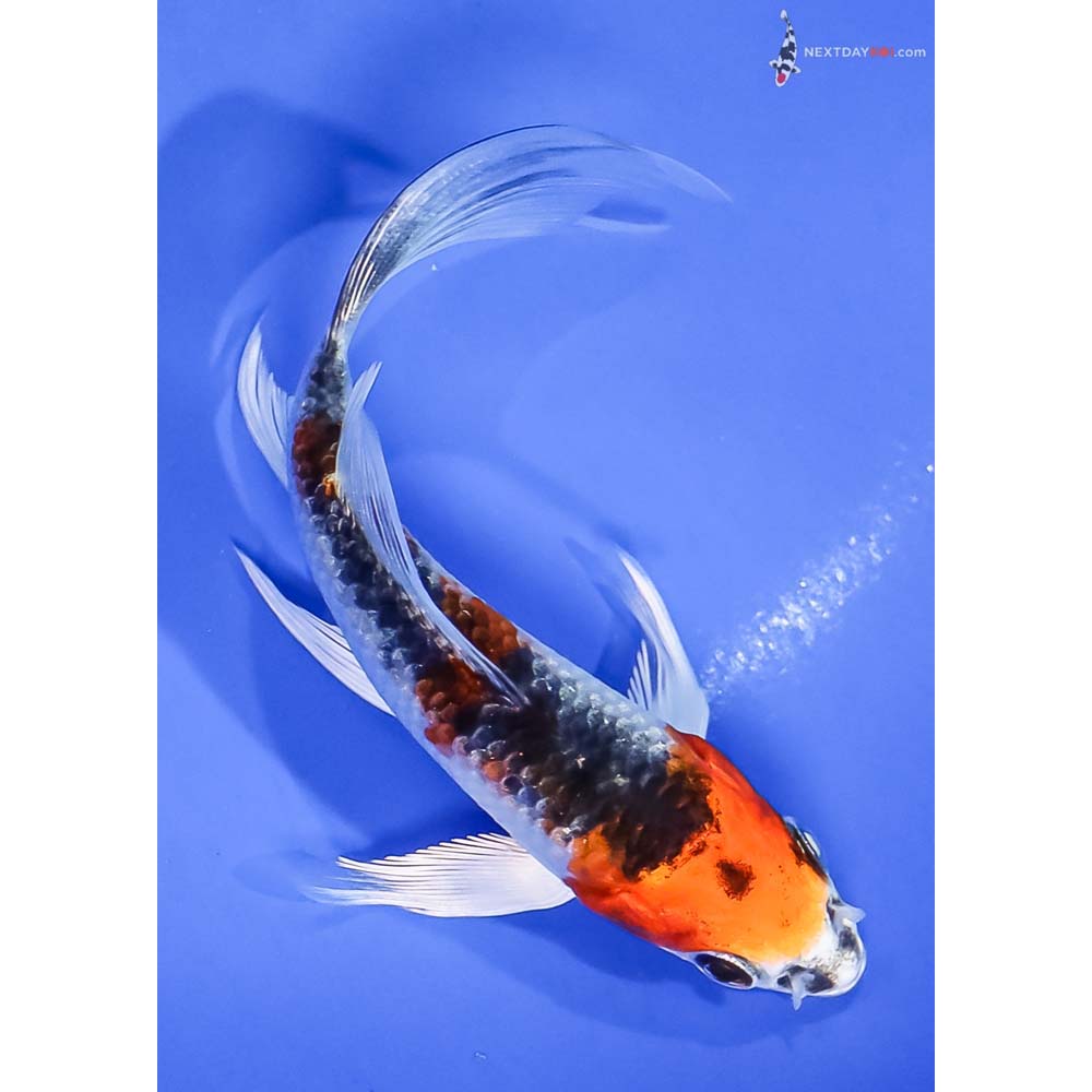 4.5” Imported Kujaku Butterfly Koi