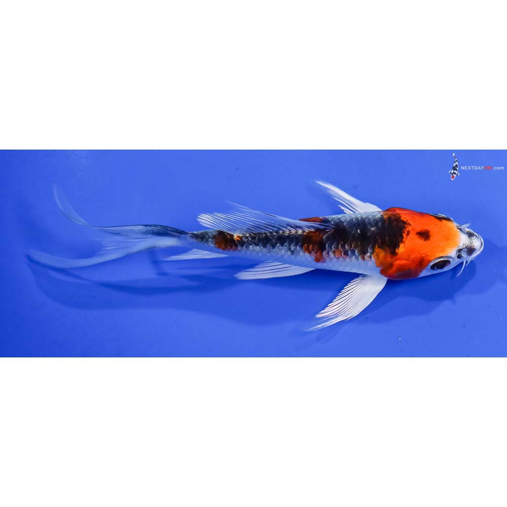 4.5” Imported Kujaku Butterfly Koi - Image 2