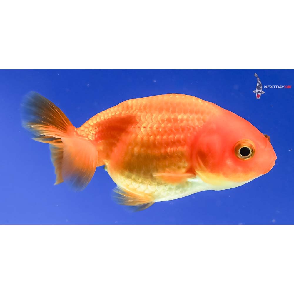 3” Imported Red Ranchu | Next Day Koi