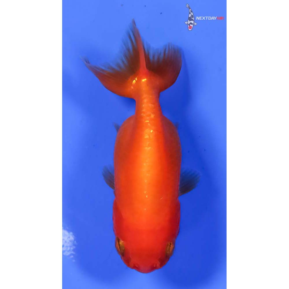 3” Imported Red Ranchu | Next Day Koi