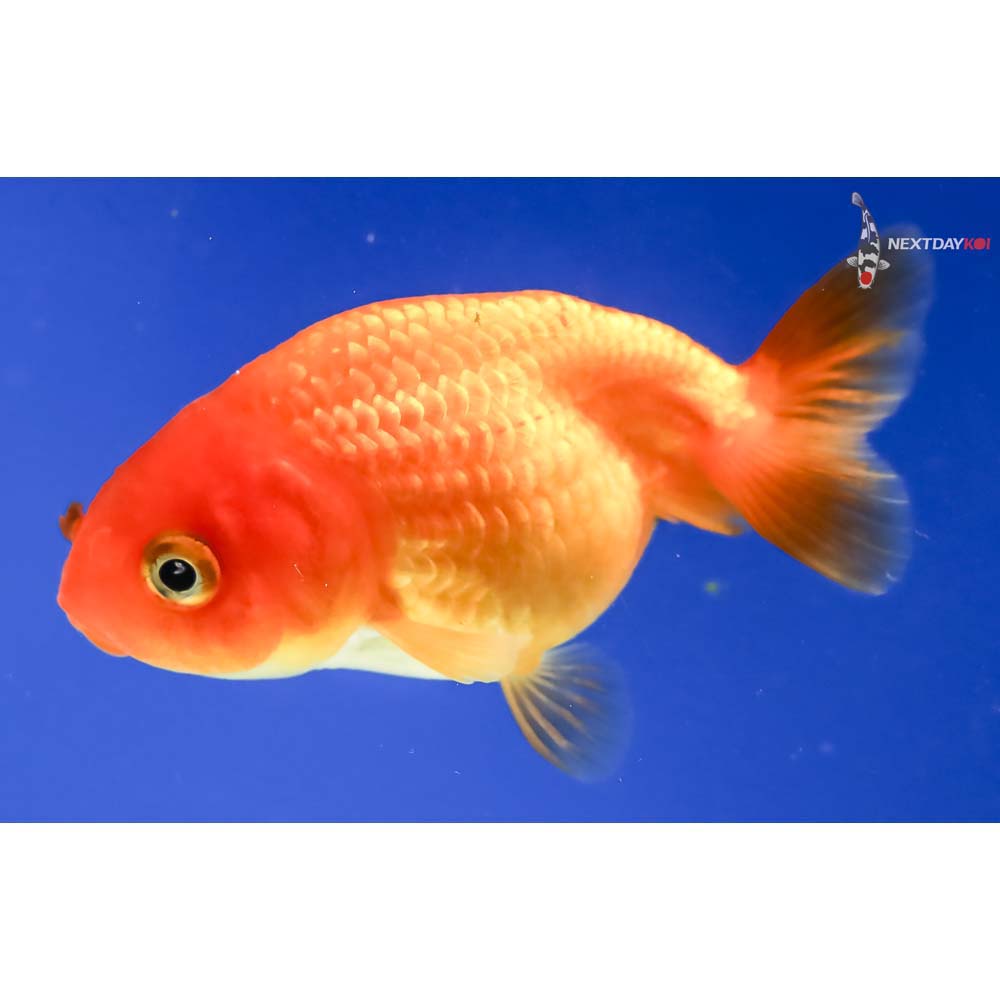 3” Imported Red Ranchu | Next Day Koi
