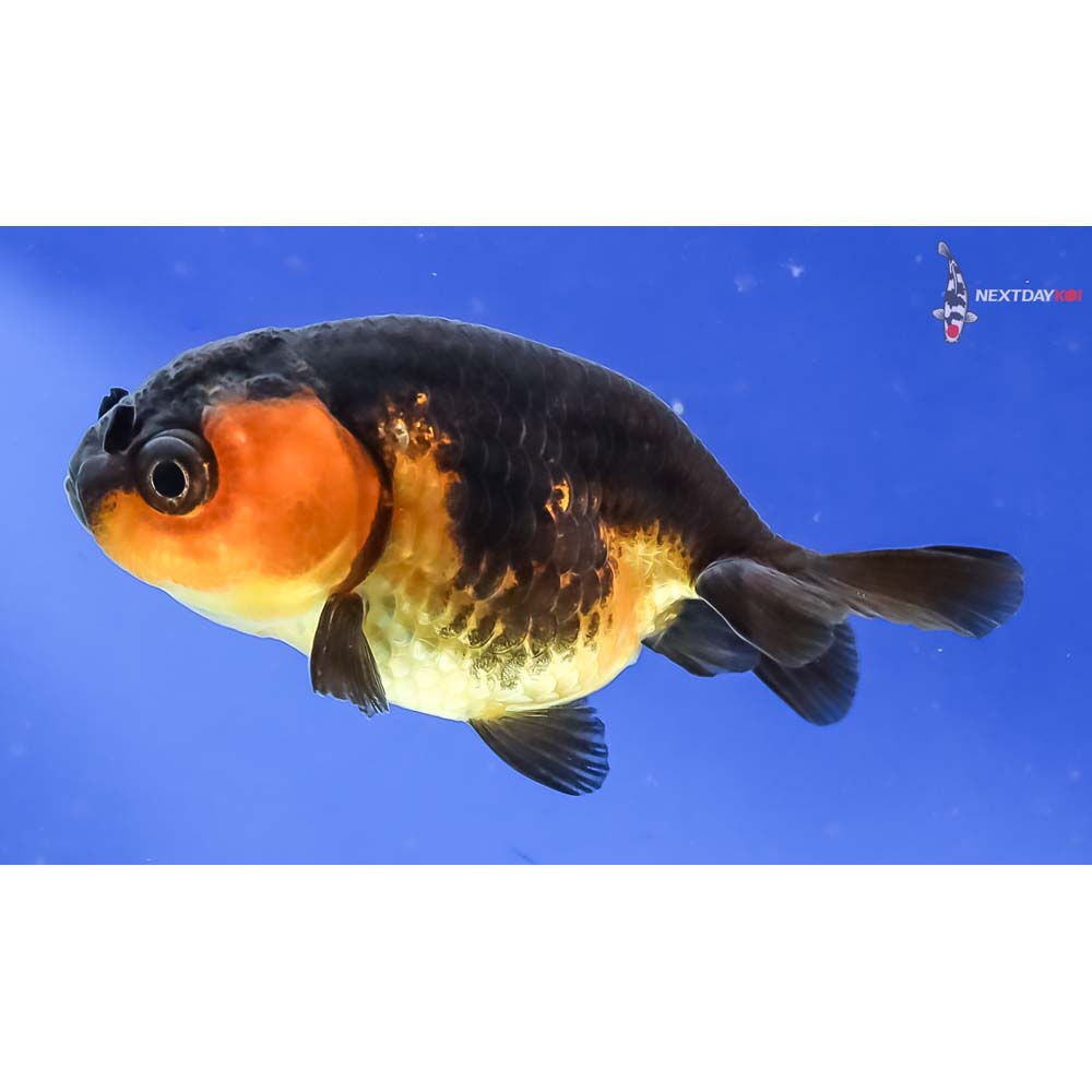 2.5” Imported Red and Black Ranchu - Image 2