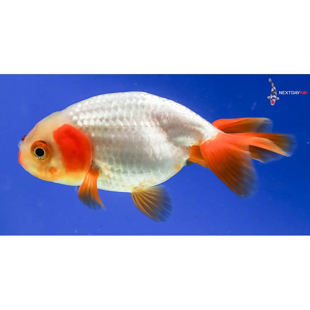 3” Imported Red and White Ranchu - Image 2