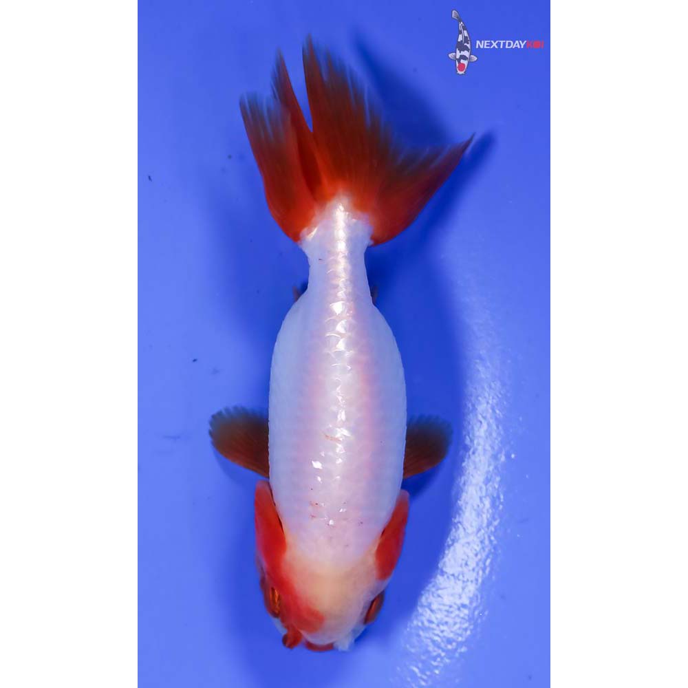 3” Imported Red and White Ranchu - Image 3