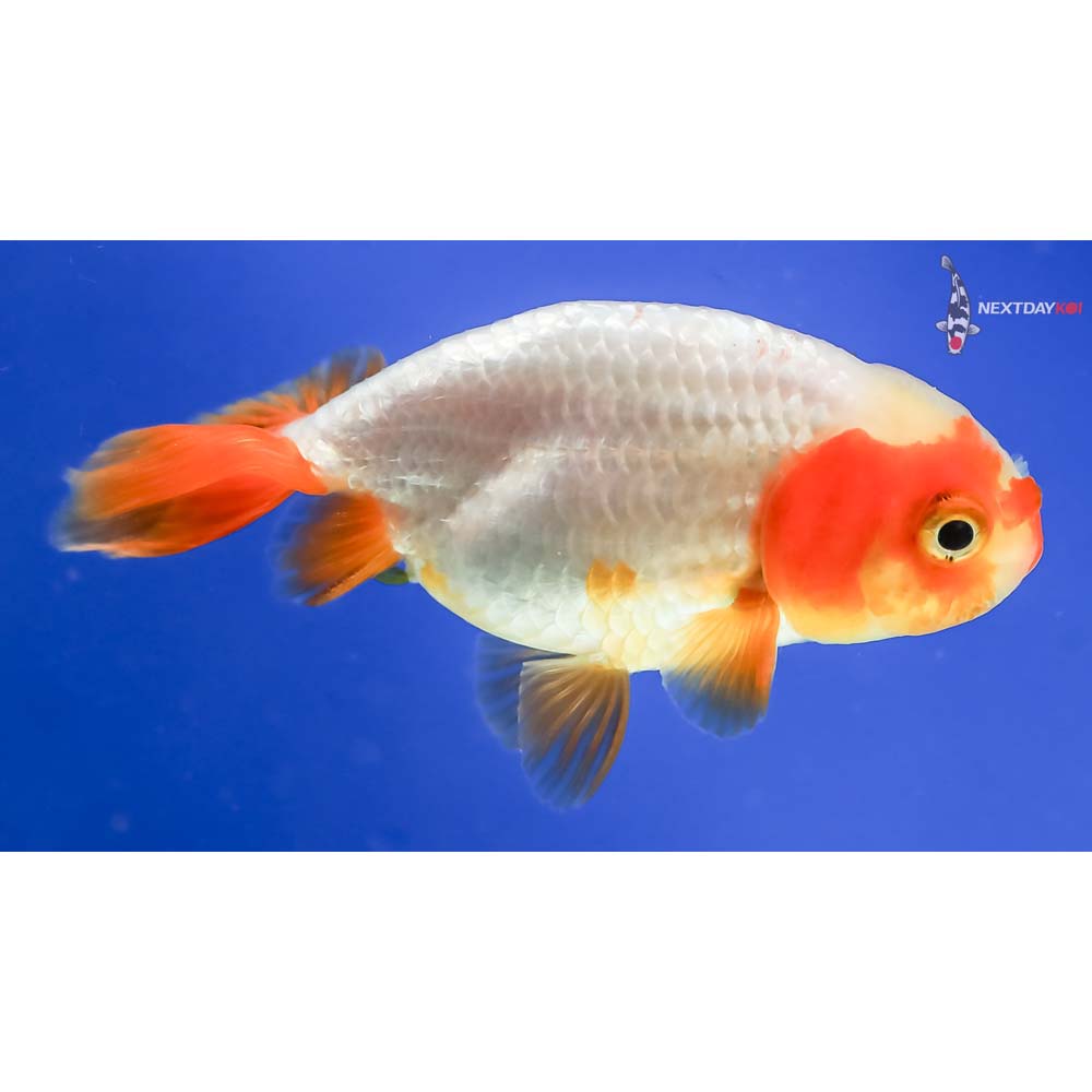 3” Imported Red and White Ranchu - Image 4