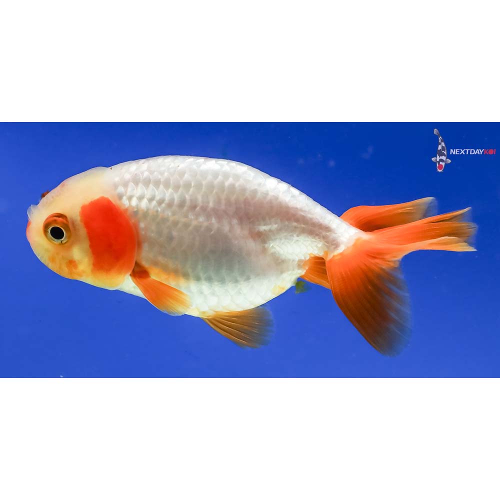 3” Imported Red and White Ranchu - Image 5