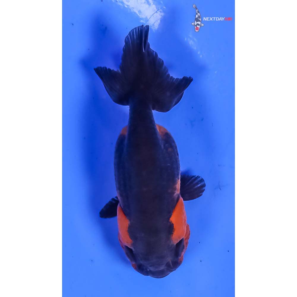 2.5” Imported Red and Black Ranchu - Image 3