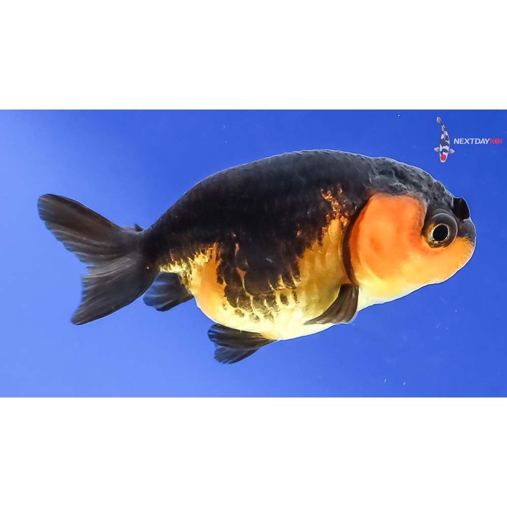 2.5” Imported Red and Black Ranchu - Image 4