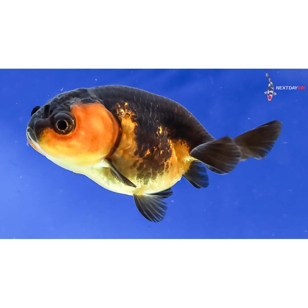 2.5” Imported Red and Black Ranchu - Image 5