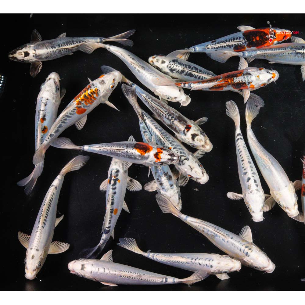 7-8" Imported Silver and Blue Skeleton Koi Mix