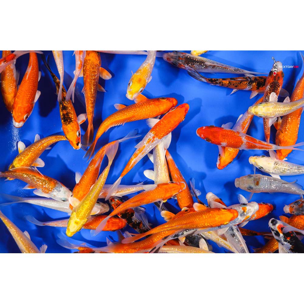3-4" Imported Gin Rin Koi Mix